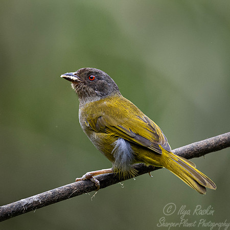 711 Dusky chlorospingus (Chlorospingus semifuscus) - ecuador