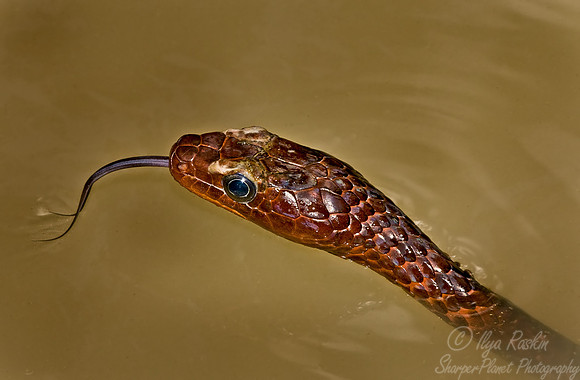 026_Snake_Ecuador
