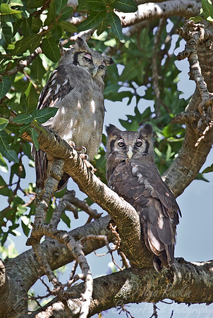 086 Verreauxs Eagle-Owl (Bubo lacteus) - Masai Mara Kenya
