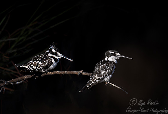 202 Pied kingfishers (Ceryle rudis) - Botswana