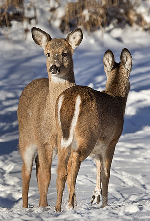 114 White-tailed Deers (Odocoileus virginianus) - NJ