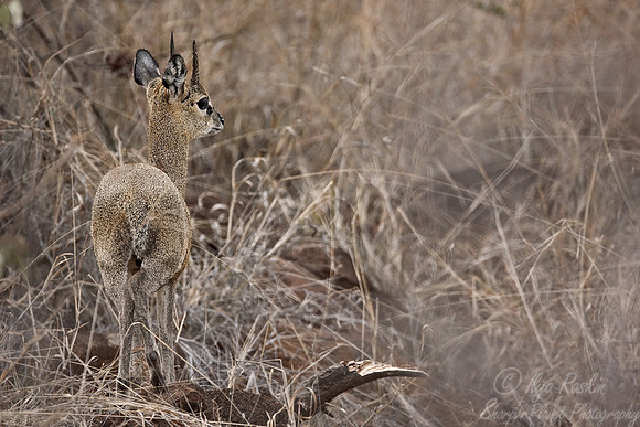 036_Klipspringer (Oreotragus oreotragus)_Madikwe_S Africa