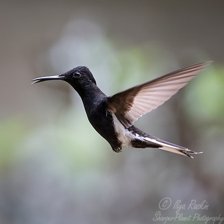 412 Black jacobin (Florisuga fusca) Brazil Atlantic forest