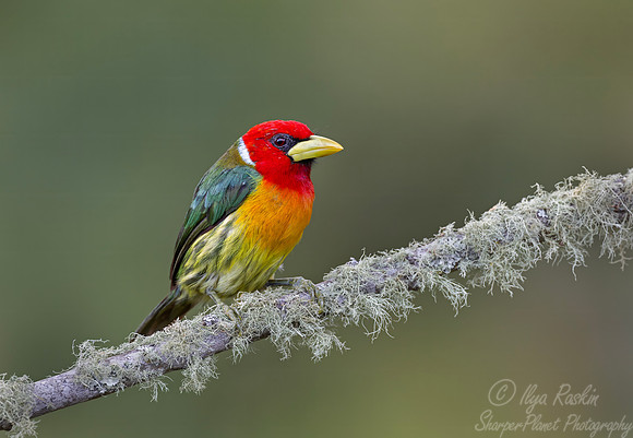 508 Red-headed barbet male (Eubucco bourcierii) - Colombia cloud forest