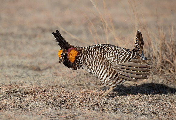 037 Greater prairie chicken (Tympanuchus cupido) - CO