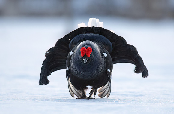 026 Black grouse (Lyrurus tetrix) - Finland