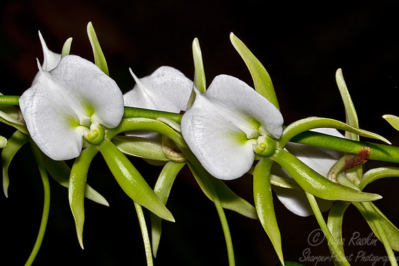 090 Orchid - Cuba
