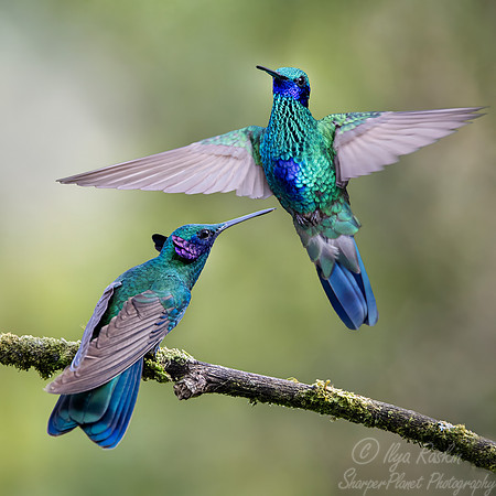475 Sparkling violetear (Colibri coruscans) - Colombia cloud forest