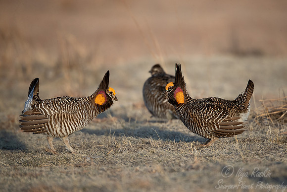 033 Greater prairie chickens (Tympanuchus cupido) - CO