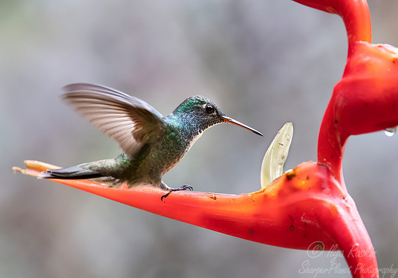 422 Versicoloured emerald (Chrysuronia versicolor) - Brazil Atlantic forest