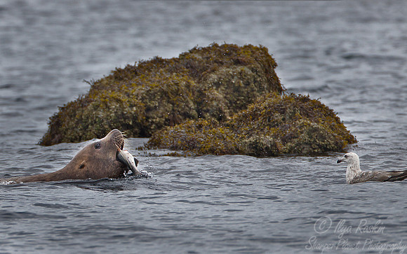 067 Steller Sea Lion (Eumetopias jubatus) AK