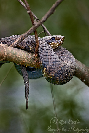 020_Water Moccasine_LA