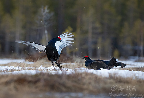 040 Black grouse (Lyrurus tetrix) - Finland