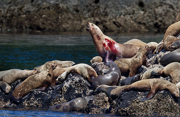 082 Steller Sea Lions (Eumetopias jubatus) - AK