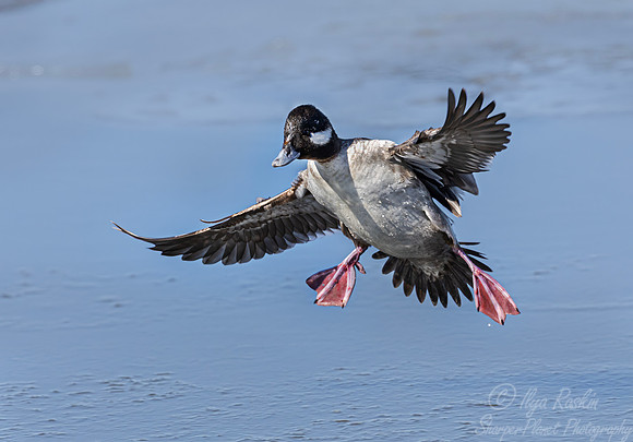 452 Bufflehead female (Bucephala albeola) - NJ