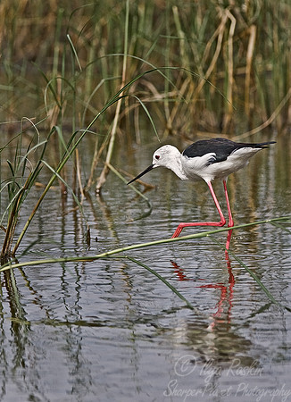 088 Black-winged Stilt - Tanzania