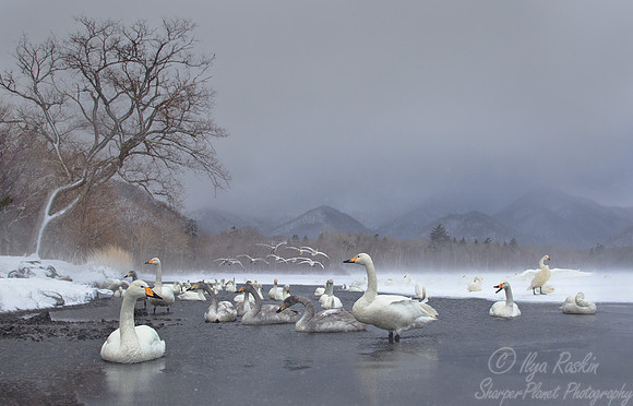 087 Whooper Swans (Cygnus cygnus) - Hokkaido Japan
