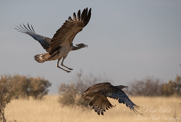 156 Kori bustards (Ardeotis kori) - Kgalagadi Transfrontier Park SA