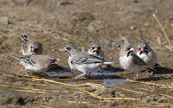 161 Scaly-feathered weavers (Sporopipes squamifrons) - Kgalagadi Transfrontier Park SA