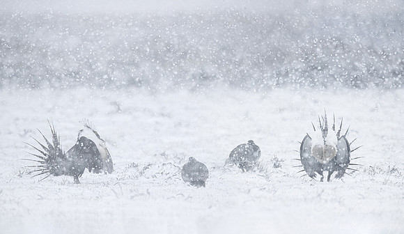 056 Greater sage-grouse (Centrocercus urophasianus) - CO