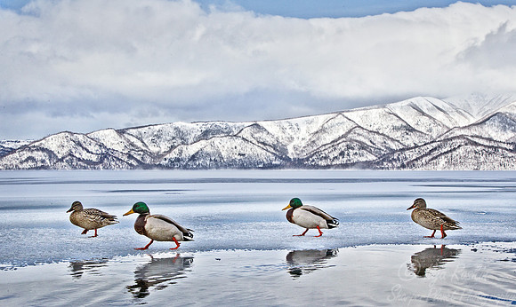 110 Mullard Ducks (Anas platyrhynchos) Hokkaido Japan