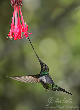516 Sword-billed hummingbird (Ensifera ensifera) - Colombia cloud forest