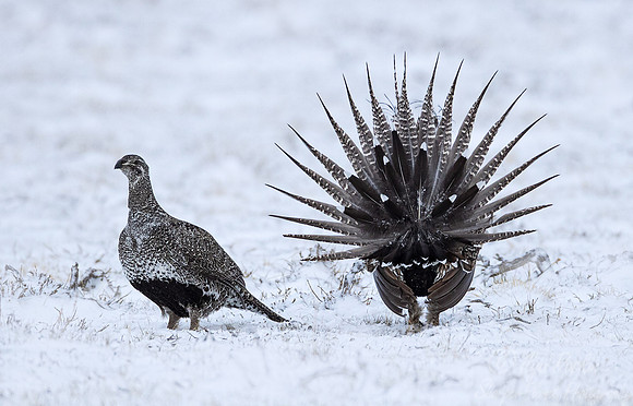 051 Greater sage-grouse (Centrocercus urophasianus) - CO