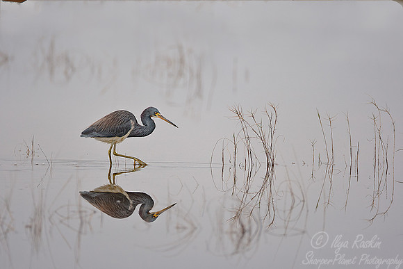 110 Tricolored Heron (Egretta tricolor) FL