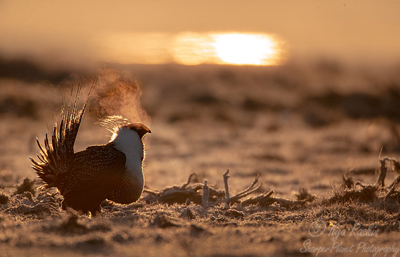 043 Greater sage-grouse (Centrocercus urophasianus) - CO