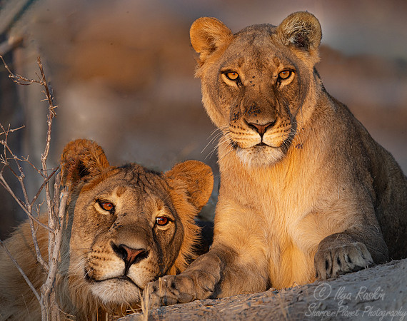 237 Lion (Panthera leo) - Botswana