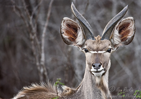 028_Greater Kudu_Tanzania
