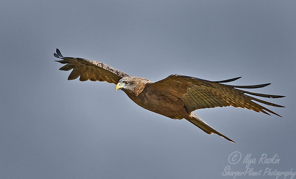 038 Black Kite - Tanzania