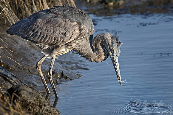 014_Great Blue Heron_NJ