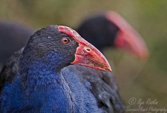 007 Pukeko_New Zealand