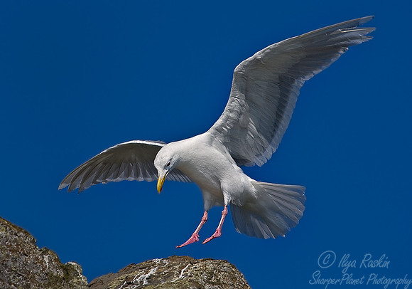 037 Red-legged Kittiwake (Rissa brevirostris) - Katmai AK