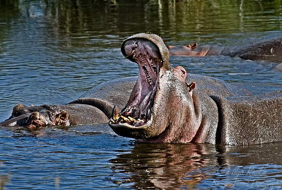 080_Hippopotsmus_Tanzania