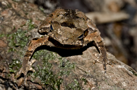 023_Frog_Ecuador