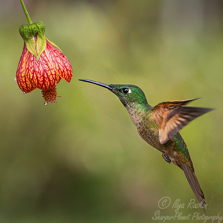 538 Fawn-breasted brilliant (Heliodoxa rubinoides) - Ecuador