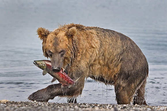 026 Brown Bear (Ursus arctos) - Kamchatka Russia