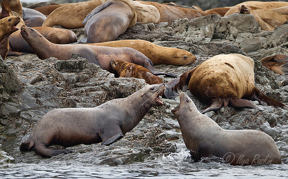 071 Steller Sea Lions (Eumetopias jubatus) AK