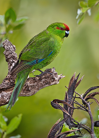 008 Red-crowned Parakeet_New Zealand