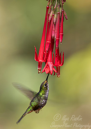 459 White-booted racket-tail female (Ocreatus underwoodii) - Colombia cloud forest