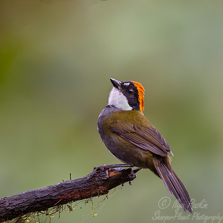 715 Chestnut-capped brushfinch (Arremon brunneinucha) - Ecuador