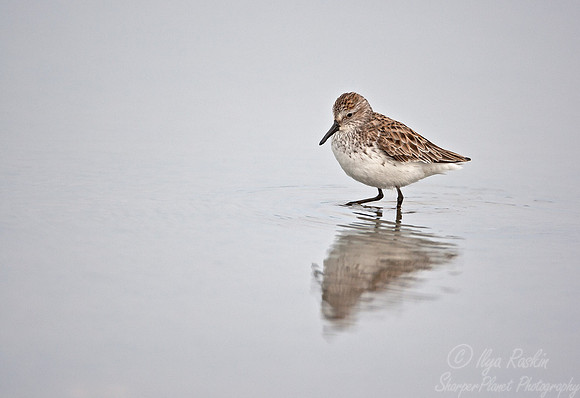 080 Semipalmated Sandpiper (Calidrus pusilla) - DE
