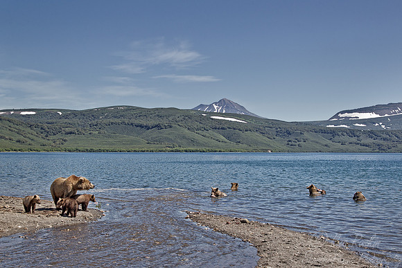 005 Brown Bear (Ursus arctos) - Kamchatka Russia