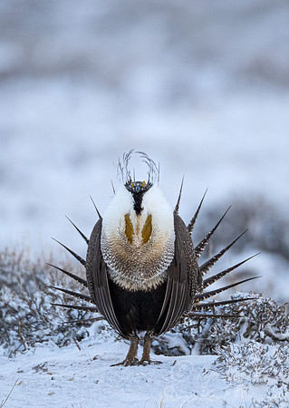067 Greater sage-grouse (Centrocercus urophasianus) - CO