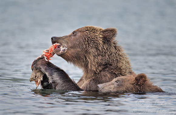 031 Brown Bear (Ursus arctos) - Kamchatka Russia