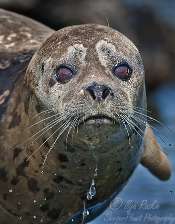 008_Harbour Seal (Phoca vitulina)_Katmai_AK