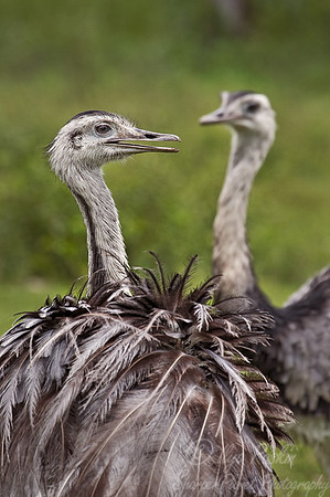 011 Greater rhea - Pantanal Brazil