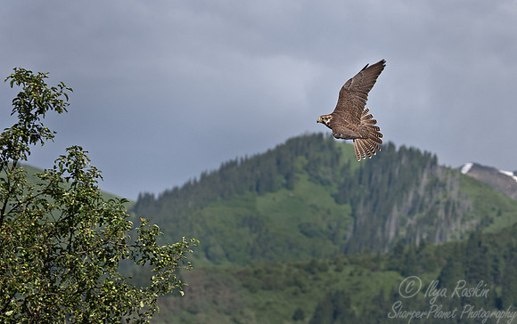 033 Saker Falcon (Falco cherrug) - Kazakhstan